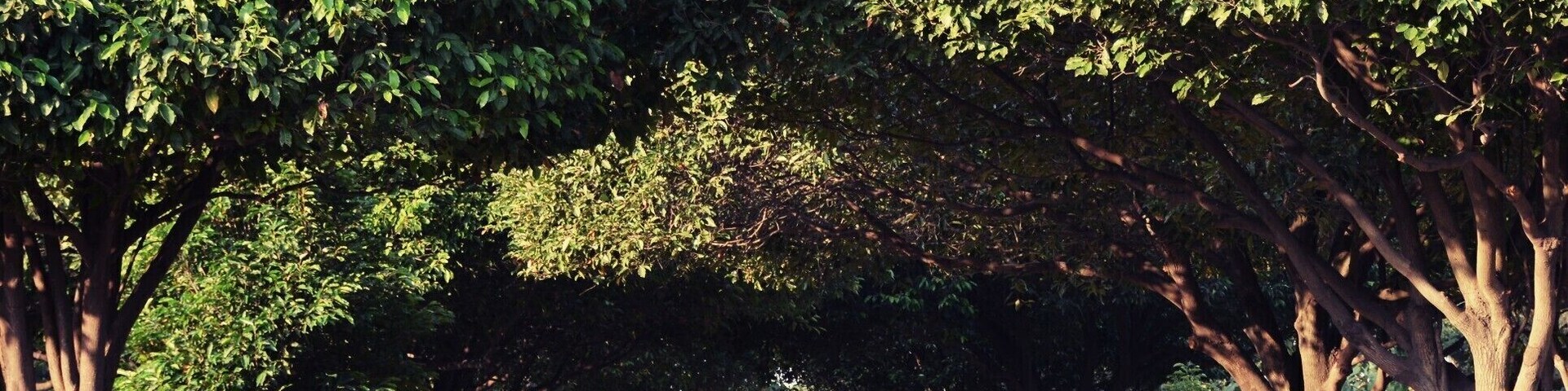 Un sendero bordeado de árboles en un parque.
