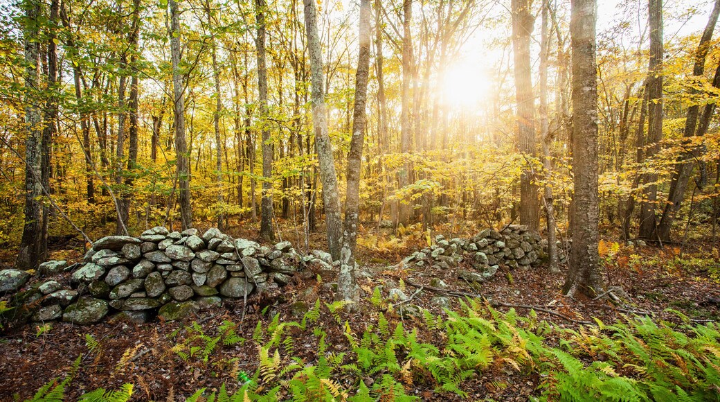Stone wall in New England woodland in autumn