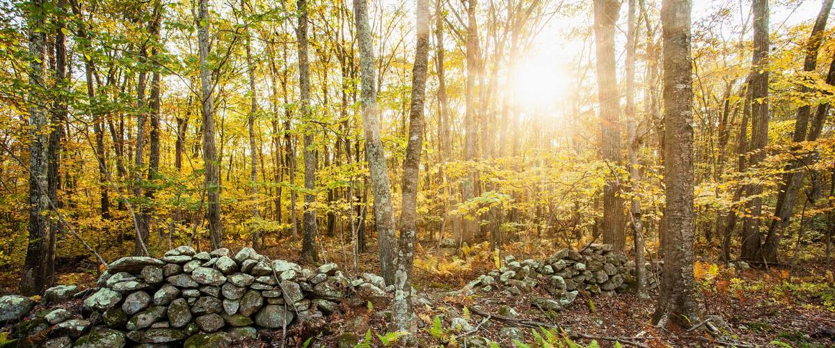 Stone wall in New England woodland in autumn