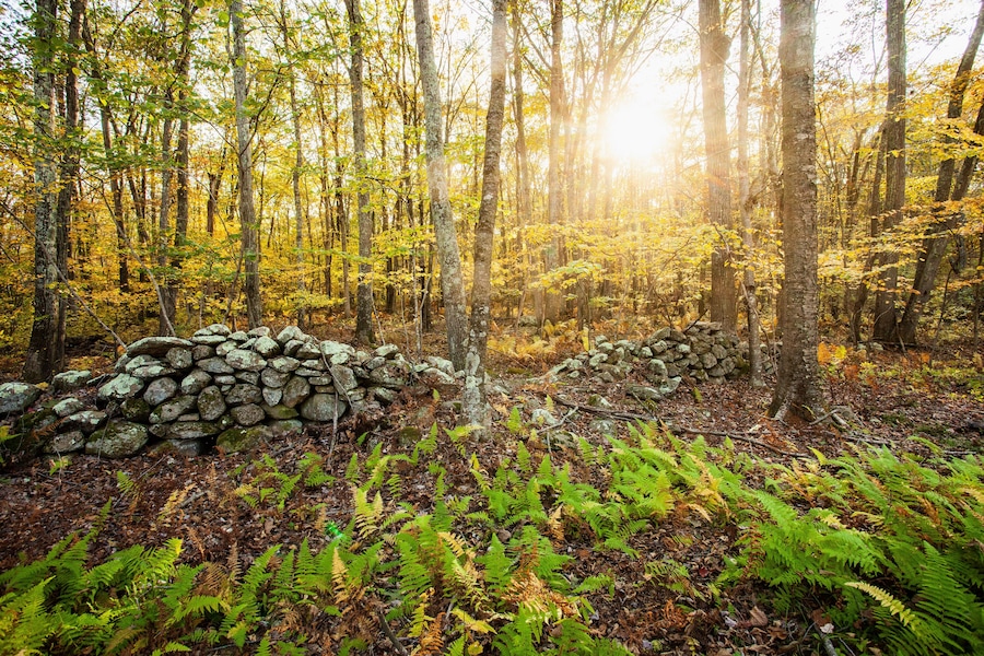Stone wall in New England woodland in autumn