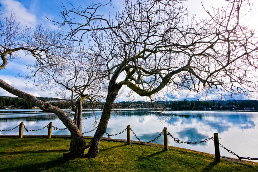 Artistic shot of a tree next to Puget Sound in Port Ludlow Washington.