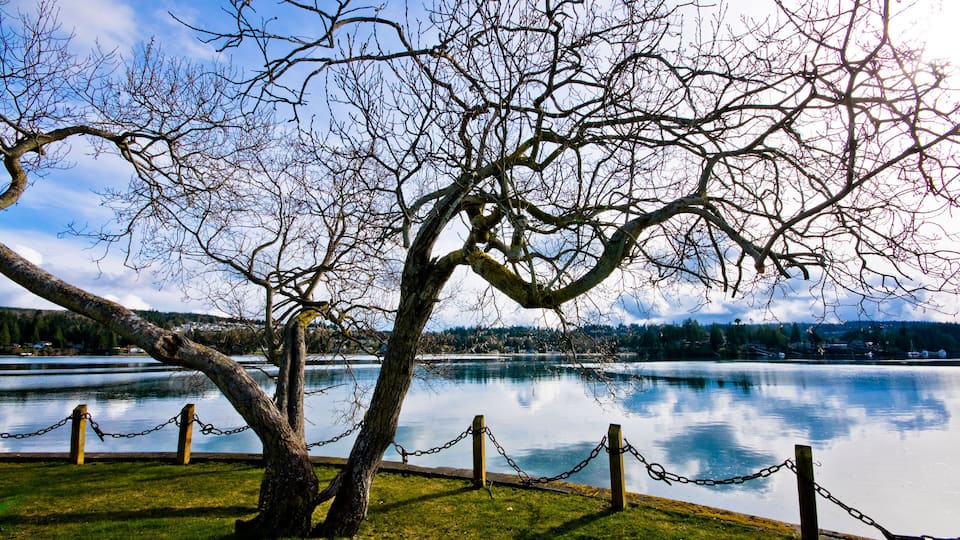 A tree-lined lakeside with a chain fence and a clear view of the water.