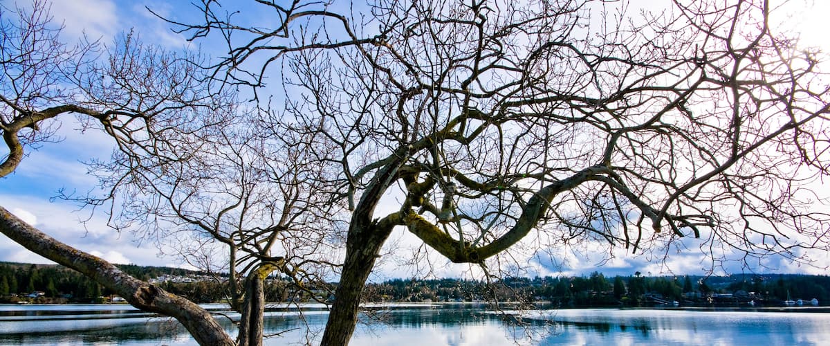 Artistic shot of a tree next to Puget Sound in Port Ludlow Washington.