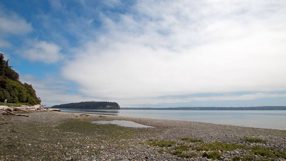 A pebbly beach with driftwood, a calm lake, and a forested island in the distance.