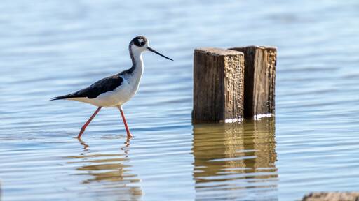 Een vogel staat in ondiep water nabij een houten paal.