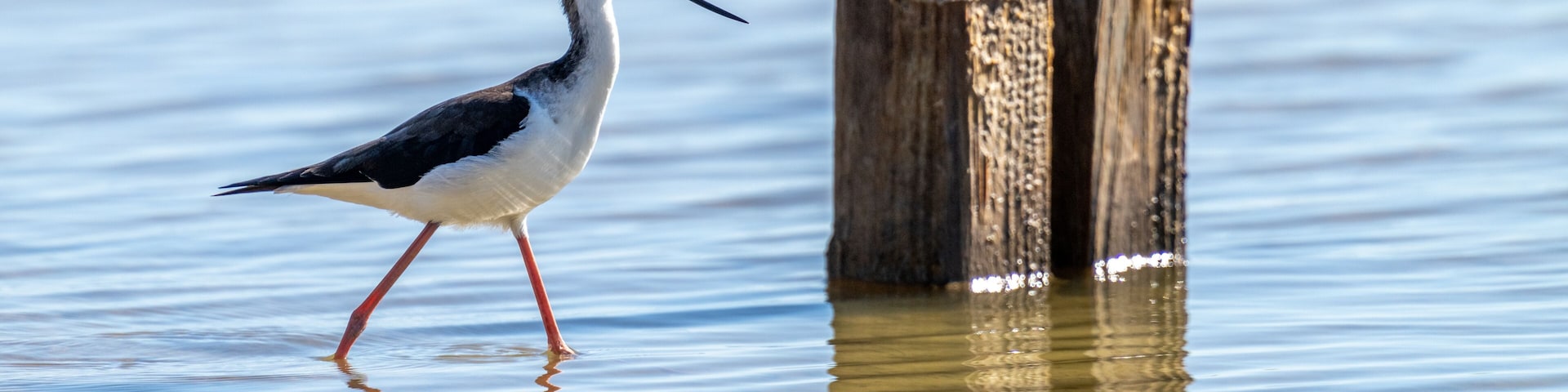 A bird standing in shallow water near a wooden post.
