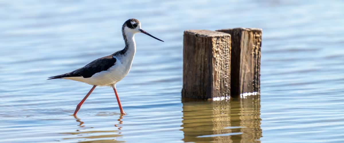 A bird standing in shallow water near a wooden post.