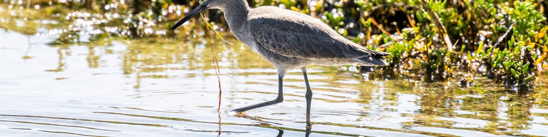 Port Mansfield, TX.10/17/23..Sandpiper..Photo by David Pike