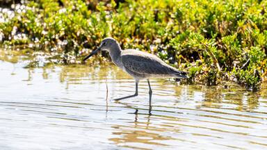 Port Mansfield, TX.10/17/23..Sandpiper..Photo by David Pike