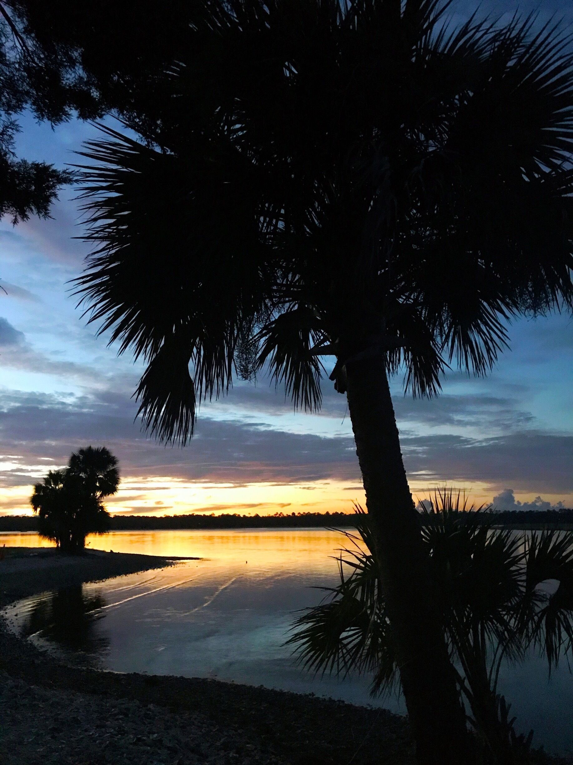 A sunset over a calm lake with silhouettes of palm trees and a lone tree in the foreground.