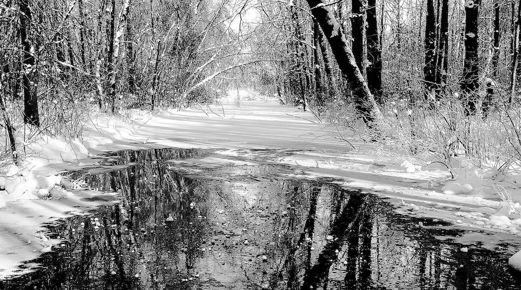 Portage Creek in Schrier Park.