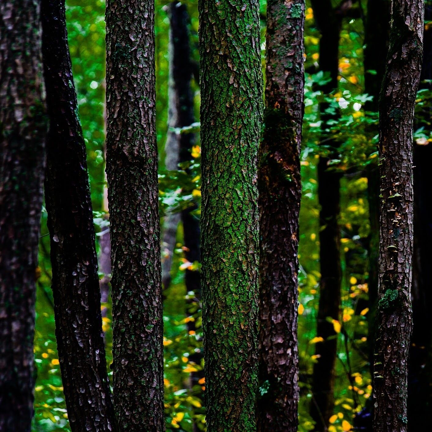 Just off the Bishop's Bog trail.