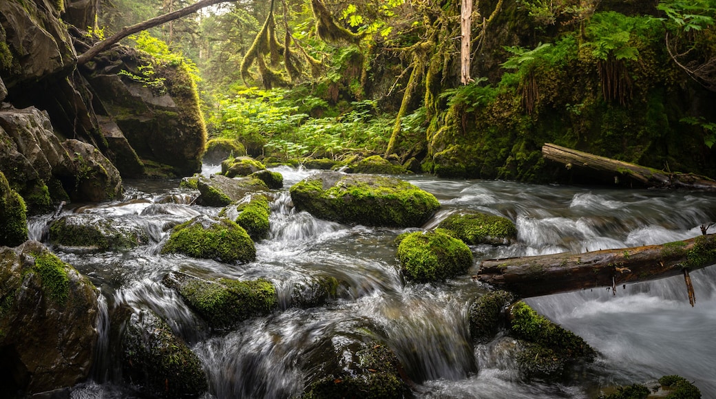 A forest stream with moss-covered rocks and a fallen log.