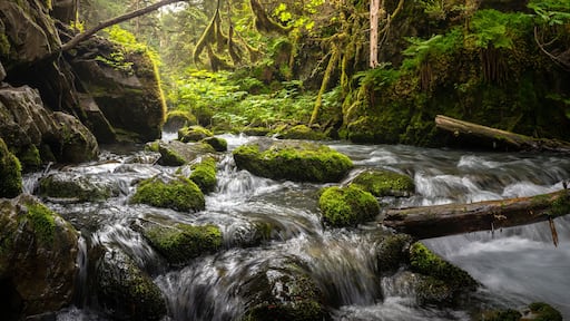 A forest stream with moss-covered rocks and a fallen log.