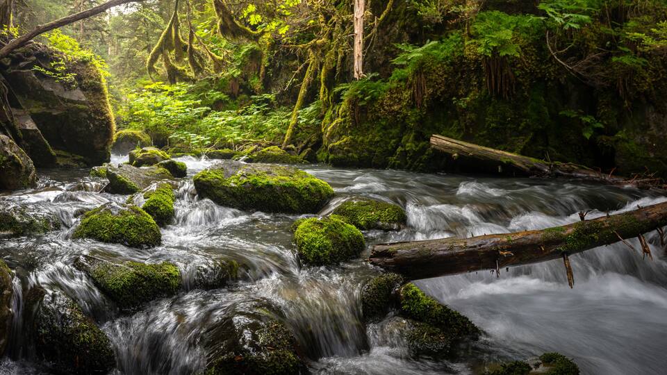 A forest stream with moss-covered rocks and a fallen log.