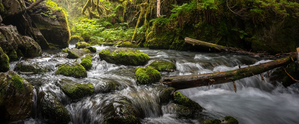 A forest stream with moss-covered rocks and a fallen log.