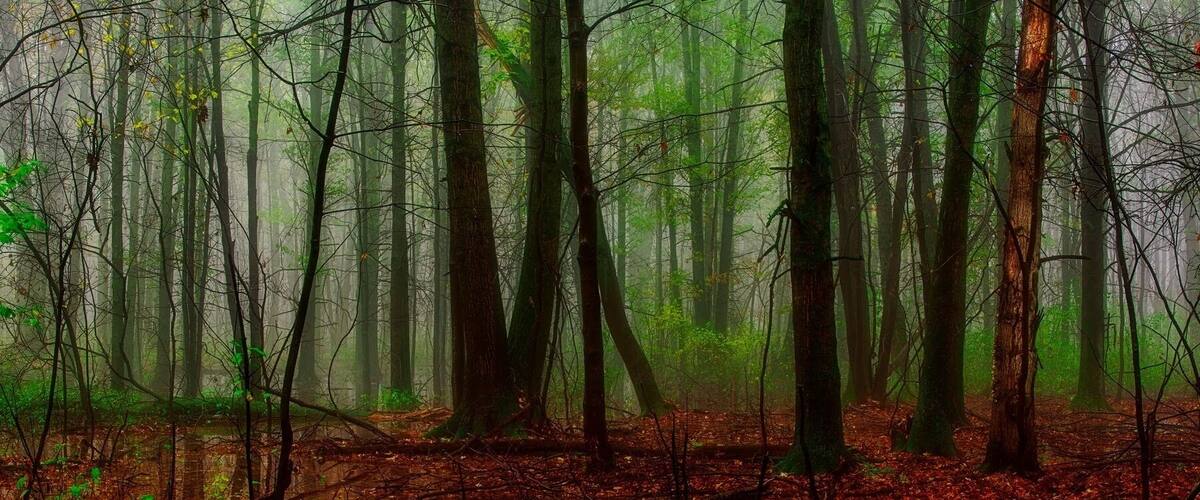 This was along Bishop's Bog trail, almost to the bog, fall 2017. Nice mixture of fog and light.