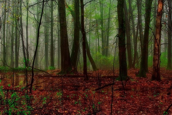 This was along Bishop's Bog trail, almost to the bog, fall 2017. Nice mixture of fog and light.