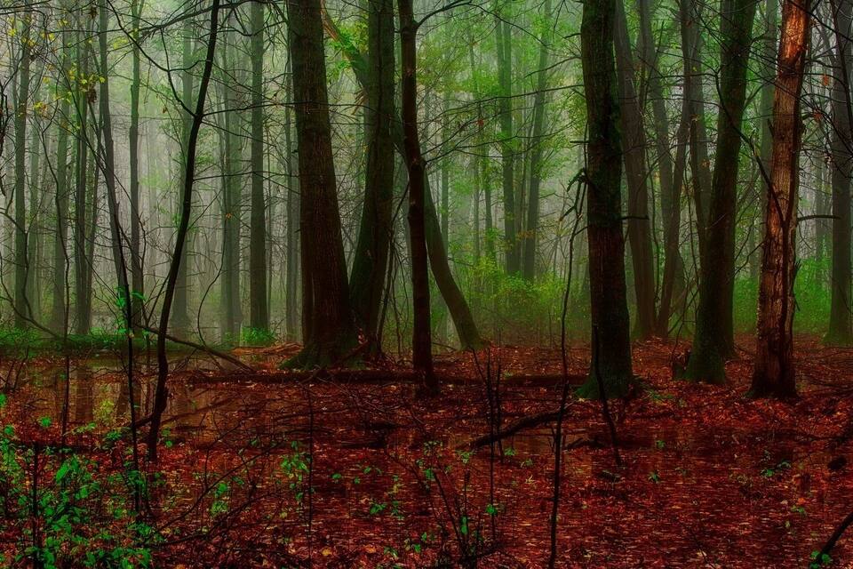 A dense forest with tall trees and a ground covered in fallen leaves.