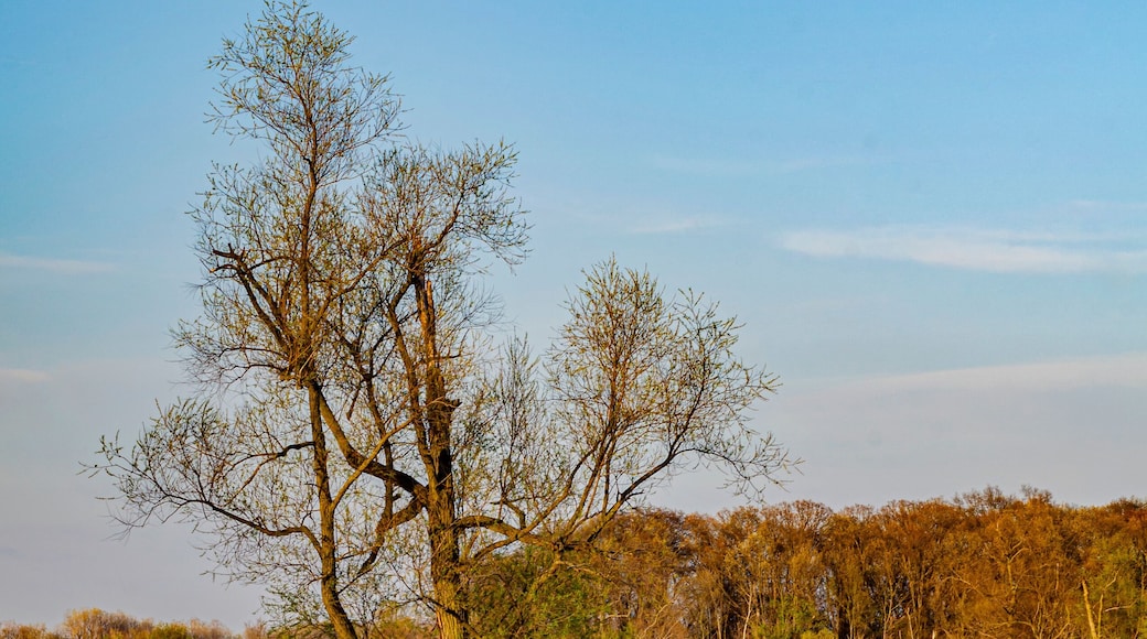 643-11 Spring Flood - Portage River