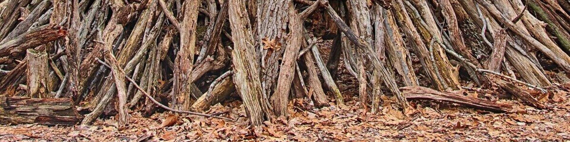 A large pile of fallen tree branches in a forest.