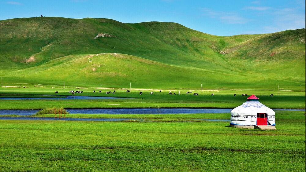 A green valley with a white yurt and a herd of cattle grazing.