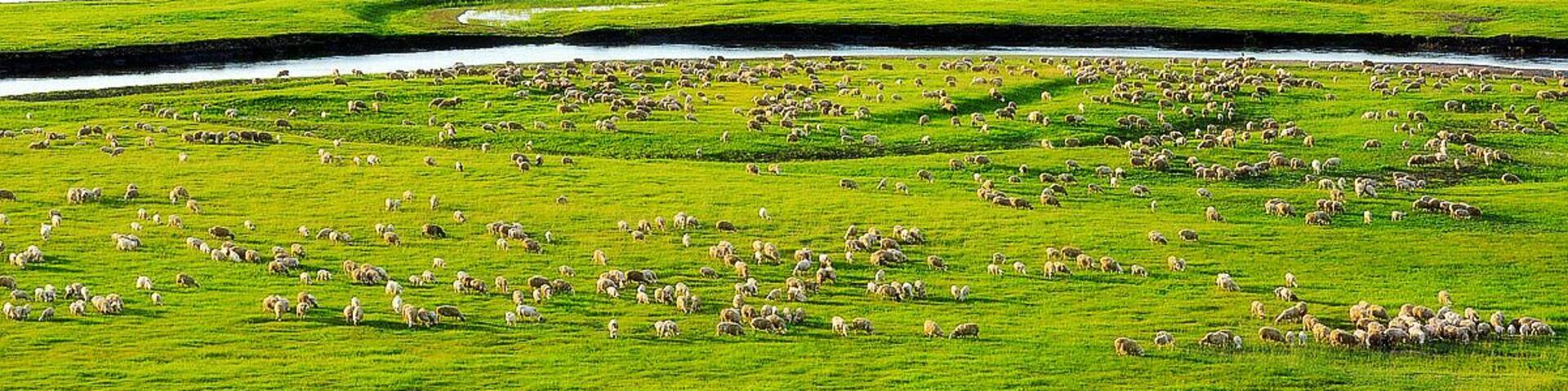 Beautiful #Hulun Buir Grassland.
#呼伦贝尔草原
https://twitter.com/Beautifulgx