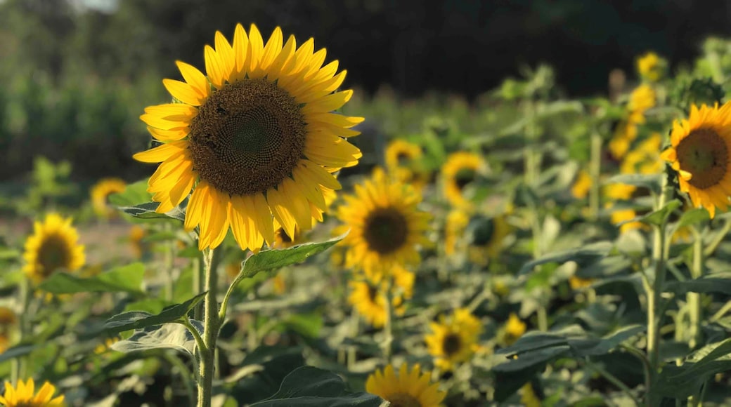 Pumpkins, sunflowers, chickens, escape rooms (!), and much more!