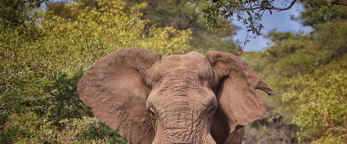 Un elefante caminando por un sendero de tierra rodeado de follaje verde.