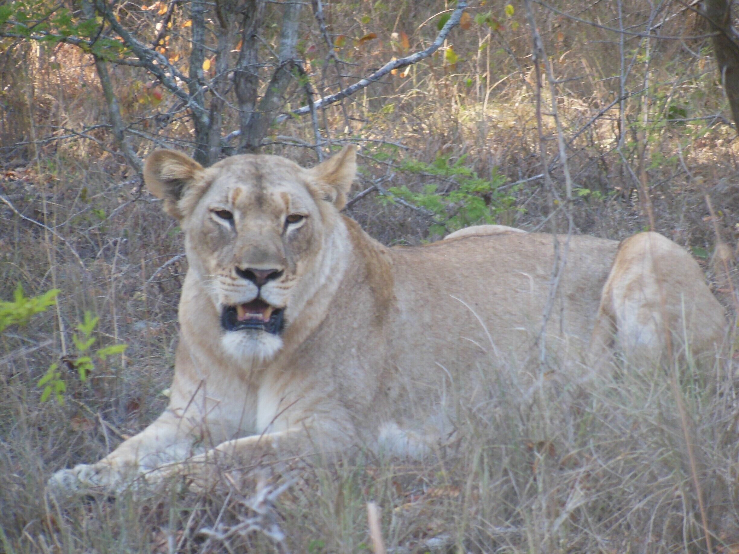 At Phinda with @andbeyondsafari & @meetsouthafrica #meetsouthafrica 