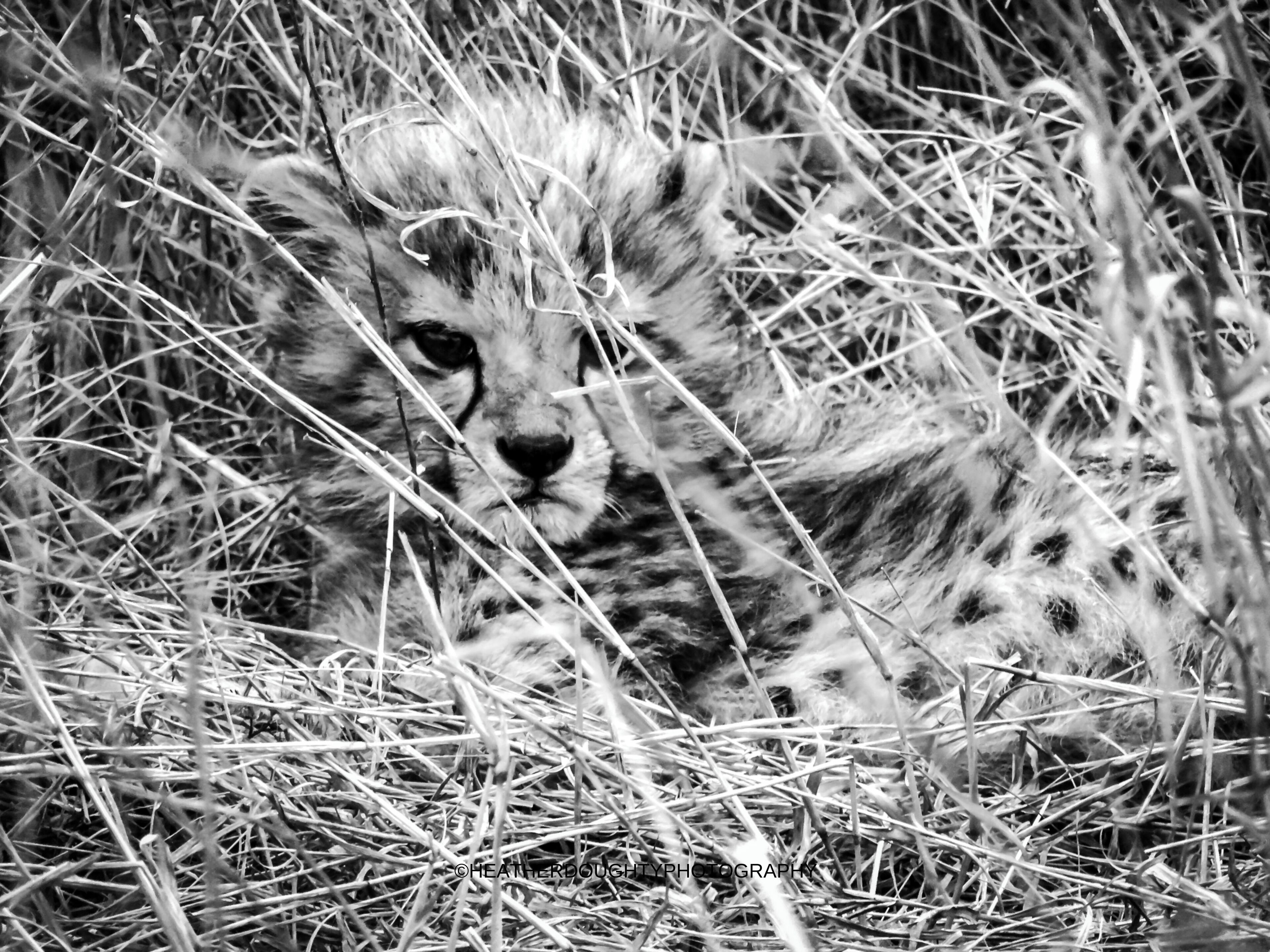 This baby cheetah was resting in the bush with its mom and two other siblings. I love how he/she directly stares into the camera; making this a beautiful shot.

https://society6.com/heatherdoughtyphotography