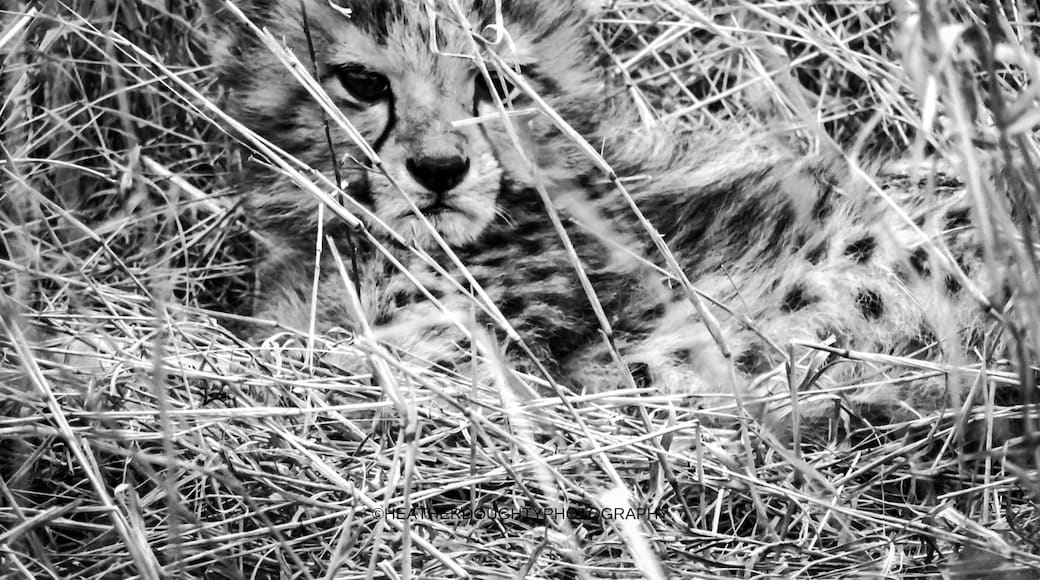 This baby cheetah was resting in the bush with its mom and two other siblings. I love how he/she directly stares into the camera; making this a beautiful shot.
https://society6.com/heatherdoughtyphotography