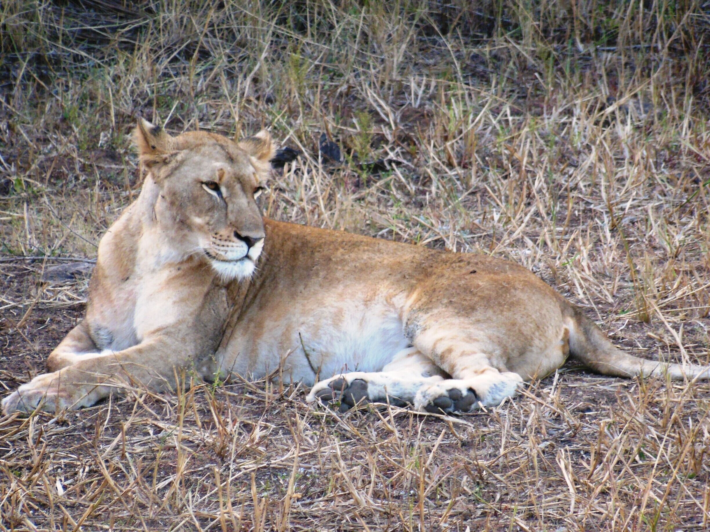 #MeetSouthAfrica and the queen of the jungle ! More on www.thetinytaster.com :) #thetinytaster 