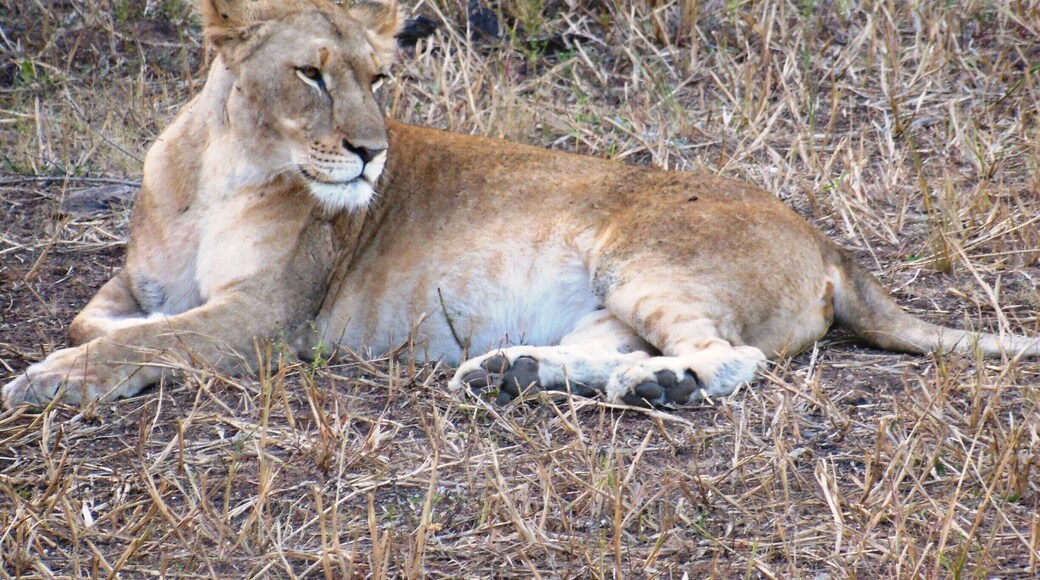 #MeetSouthAfrica and the queen of the jungle ! More on www.thetinytaster.com :) #thetinytaster