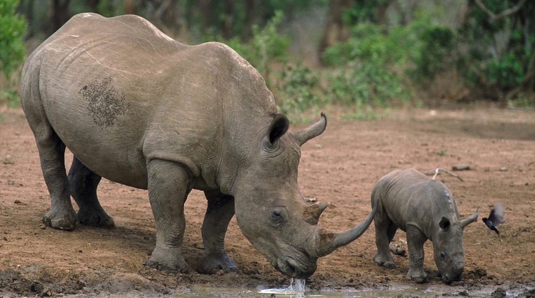 Hluhluwe som viser landdyr og dyrehagedyr