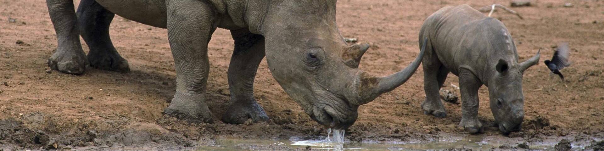Hluhluwe mit einem Zootiere und Landtiere