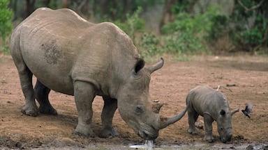Hluhluwe showing land animals and zoo animals