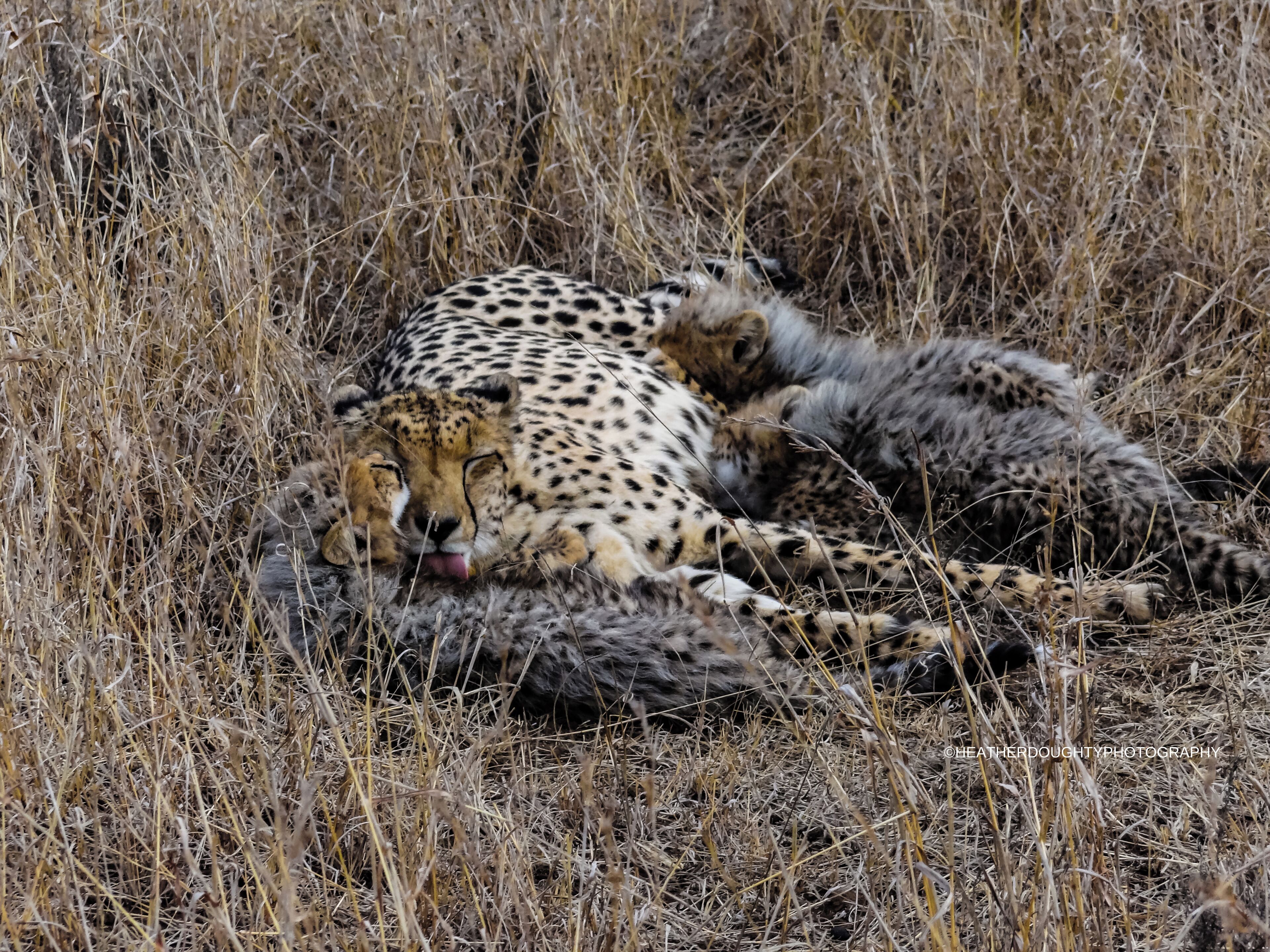 This mother cheetah was spotted hiding in the brush nursing her three babies. Her purrs were as loud as a car engine.

https://society6.com/heatherdoughtyphotography 