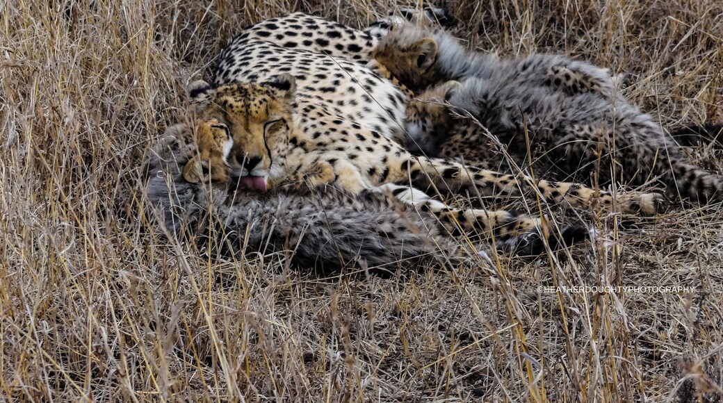 This mother cheetah was spotted hiding in the brush nursing her three babies. Her purrs were as loud as a car engine.
https://society6.com/heatherdoughtyphotography