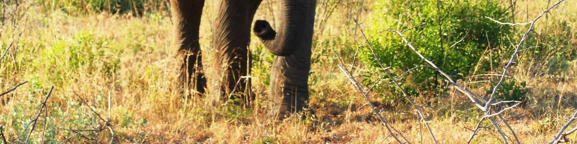 An elephant in a dry grassland with sparse trees.