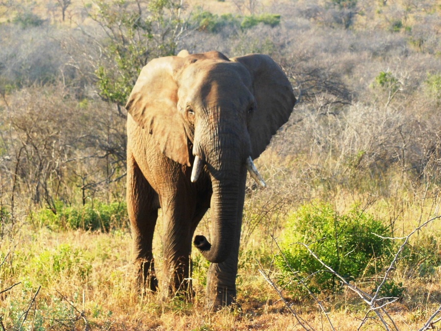 Gorgeous Ellies In Phinda- How I miss South Africa! #thetinytaster #meetsouthafrica www.thetinytaster.com