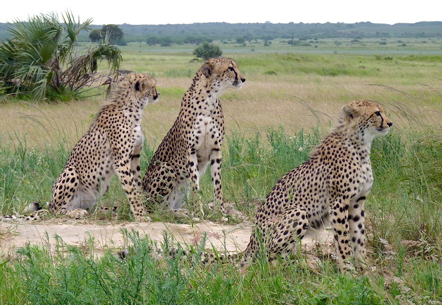 A private reserve with all glass cabins scattered around a huge expanse full of wildlife.
#southafrica #gamereserve #wildlife
