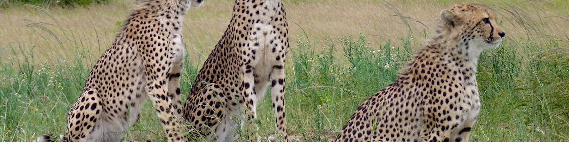 A private reserve with all glass cabins scattered around a huge expanse full of wildlife.
#southafrica #gamereserve #wildlife