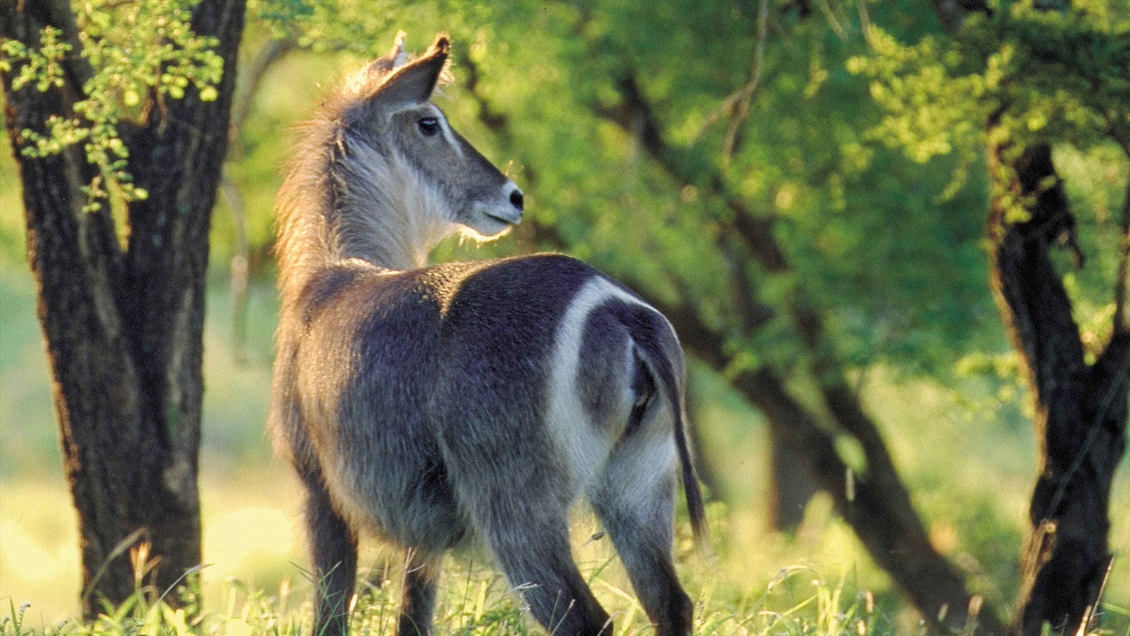 Hluhluwe which includes land animals and tranquil scenes