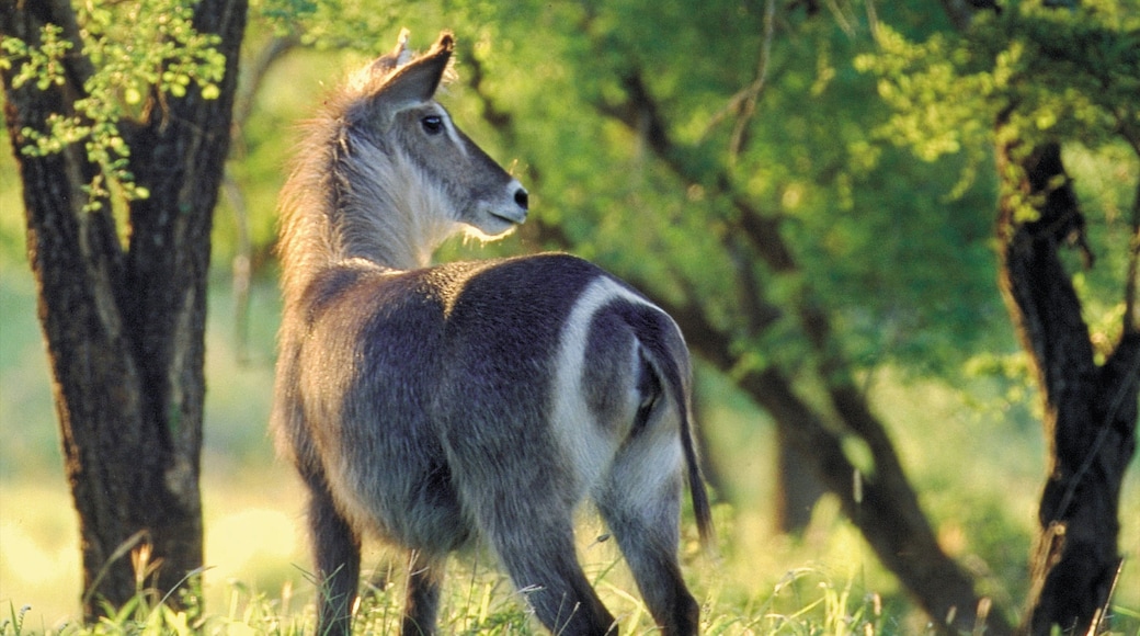 Hluhluwe which includes land animals and tranquil scenes