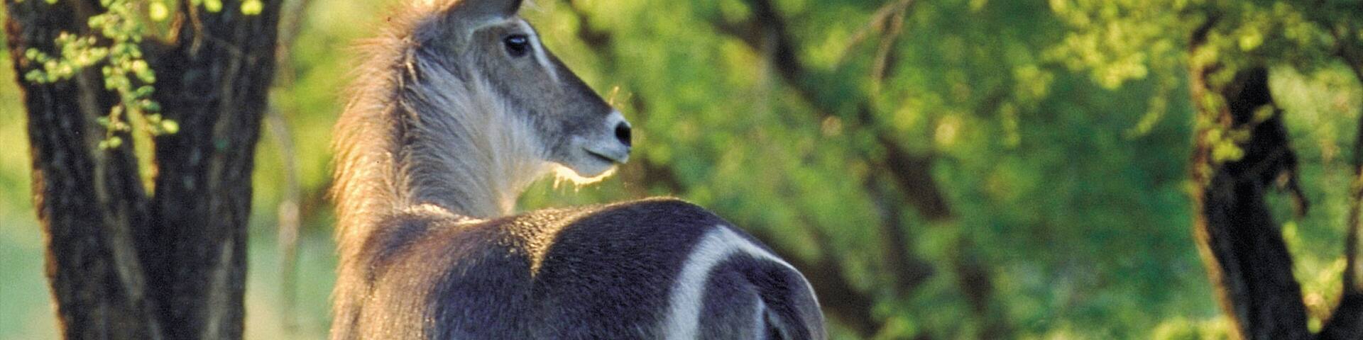 Hluhluwe which includes land animals and tranquil scenes