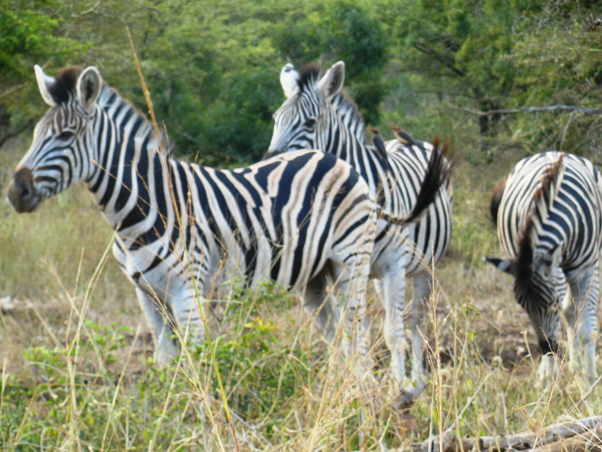 #MeetSouthAfrica and it's stunning creatures ! #TheTinyTaster #tinygoestravelling 