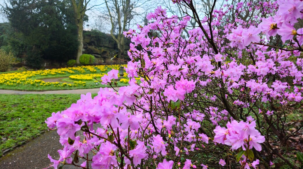 Lovely pink Azalea bush in the park, Preston
