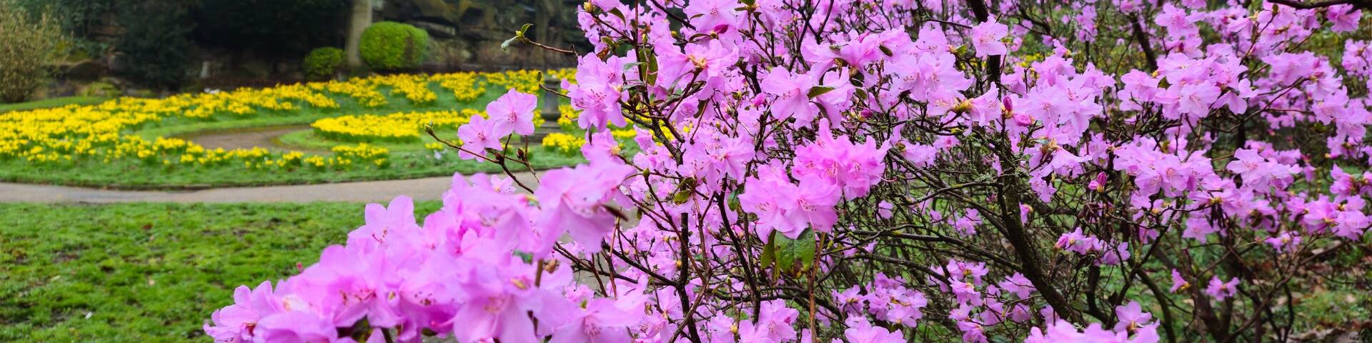 A garden with pink flowering trees and a pathway.