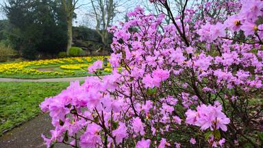 Lovely pink Azalea bush in the park, Preston